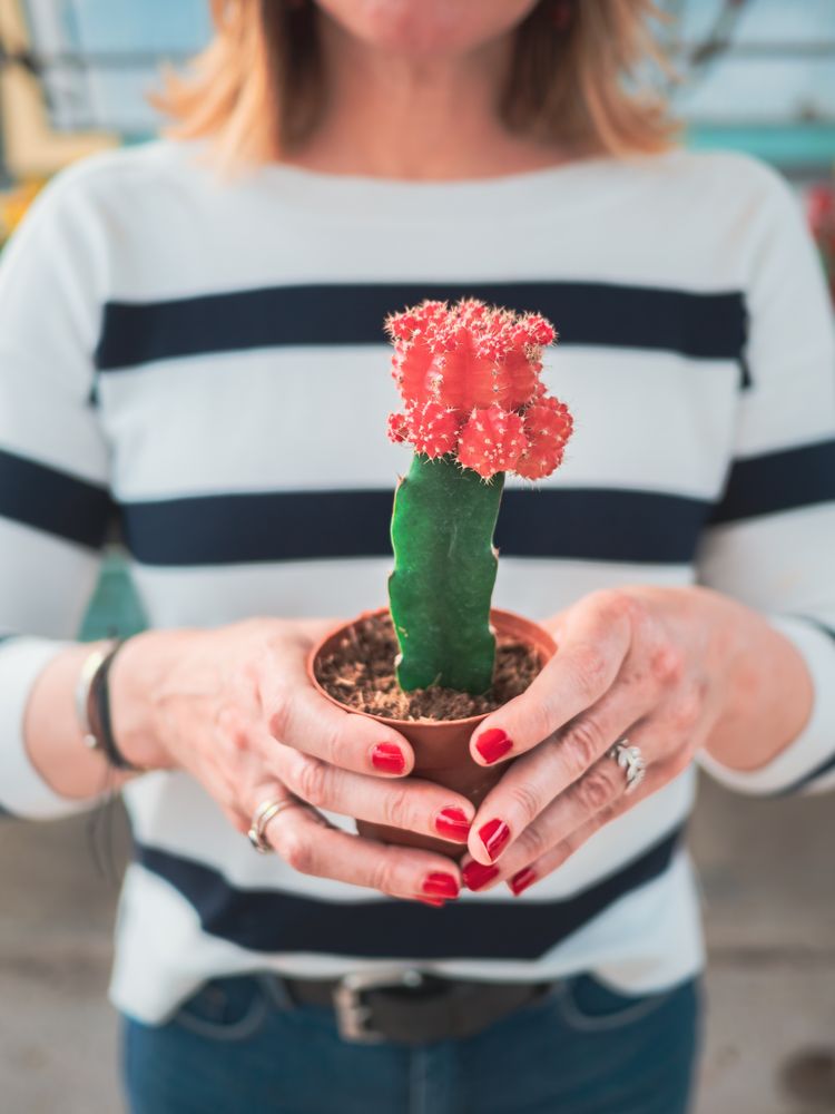 Female with blooming cactus plant