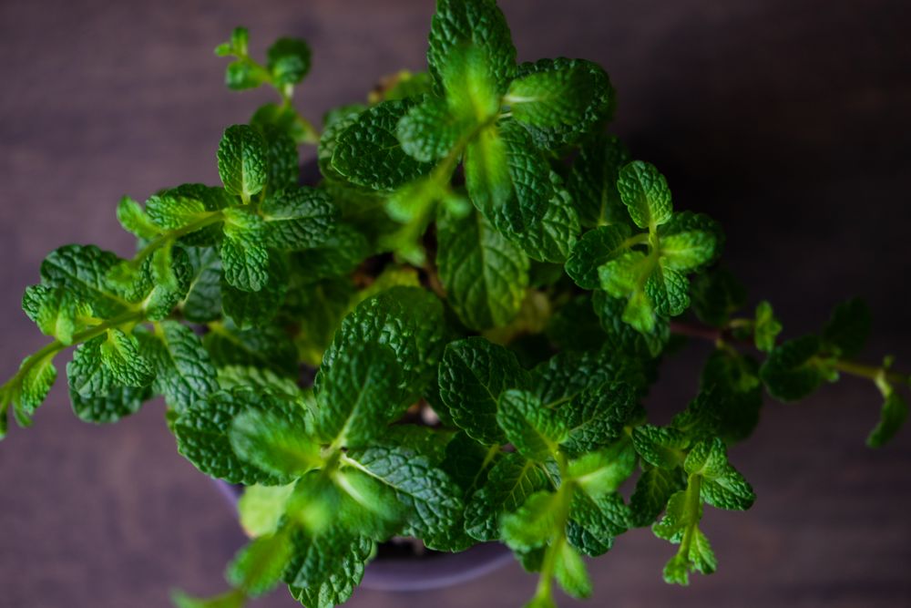 Top view of fresh moroccan mint in pot