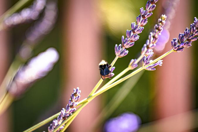 Back of bee on delicate lavender plant