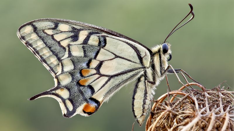 Macro photography of gray  butterfly on brown plant