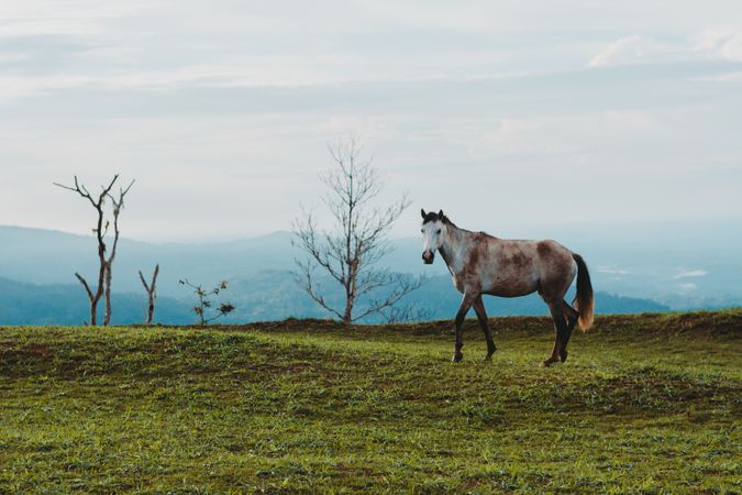 Horse on green lawn in countryside