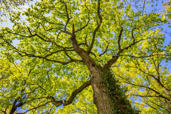 Looking up at green tree on bright sunny day