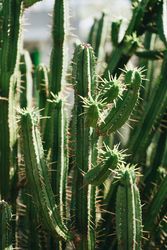 Growing spiky cactus in sunlight