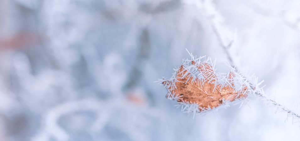 Close up of autumn leaf with ice, wide