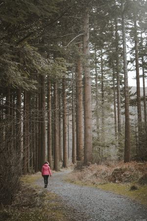 Tourist walking on footpath in forest park
