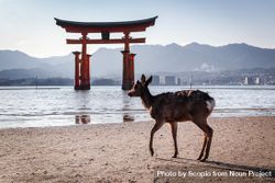Deer standing on seashore near Itsukushima Shrine 48QG7b