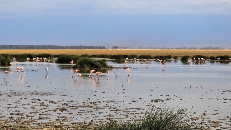 Flamingos feeding in shallow lake in Kenya
