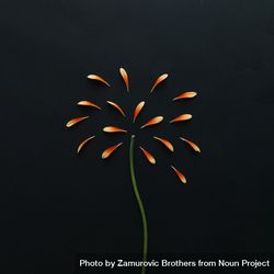 Orange petals and stem on dark background 5qvEw4