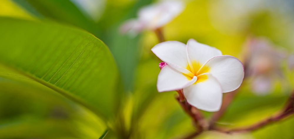 Wide shot of light plumeria flower in nestled in leaves