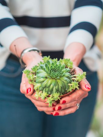 Female holding beautiful small cactus plant