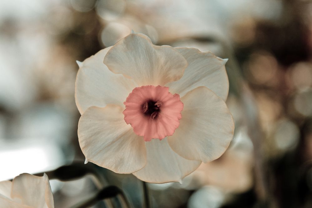 Light flower with pink interior