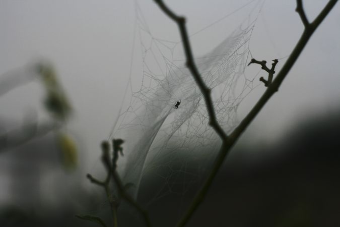 Spider suspended on web