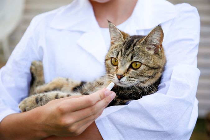 The veterinarian gives the pill to the cat.