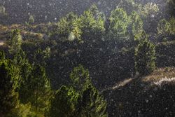 Trees growing near wonderful mountain range in a snowy day