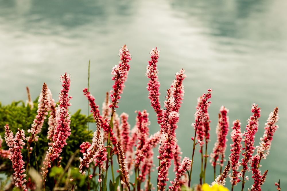 Beautiful pink flowers lining Katora Lake in Pakistan