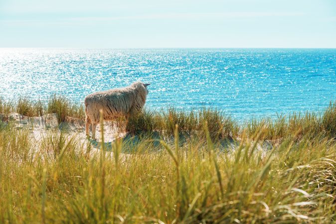 Sylt island summer scenery with sheep on the marram grass dunes