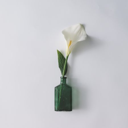 Flower in green bottle on light background