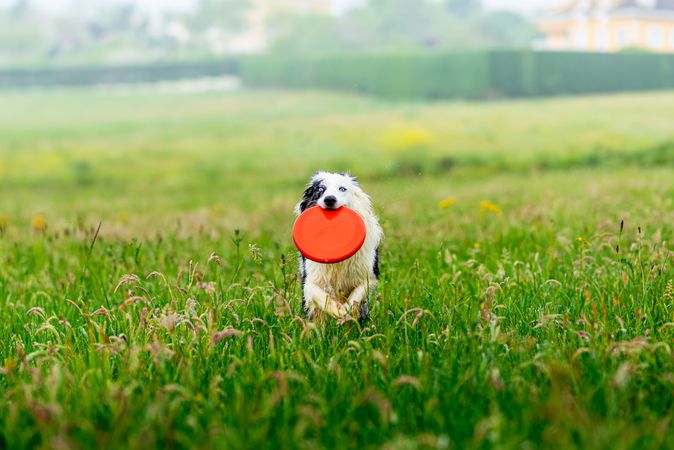 border collie blue merle dog