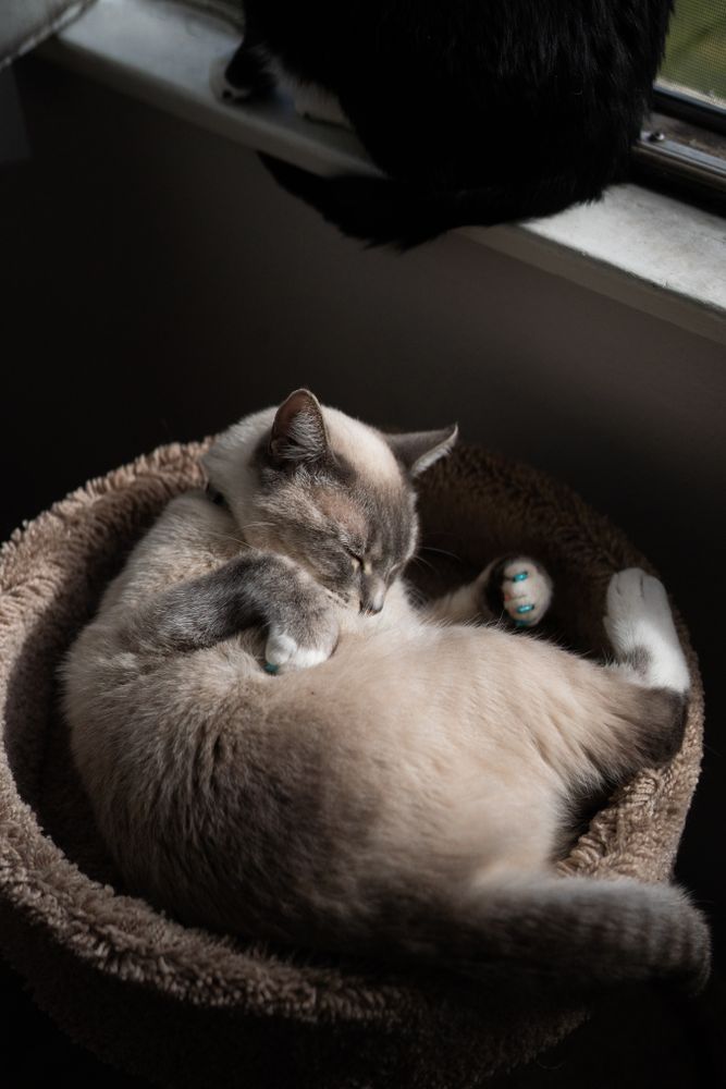 Top view of cat sleeping