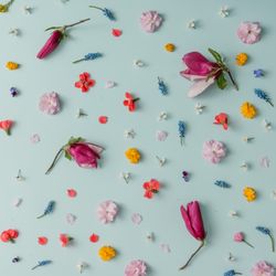 Pattern made of colorful spring flowers on blue background