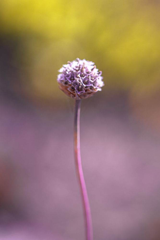 Long stem with cluster of small flowers at the top