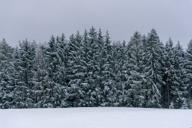 Winter landscape with snow covered trees in Black Forest, Germany