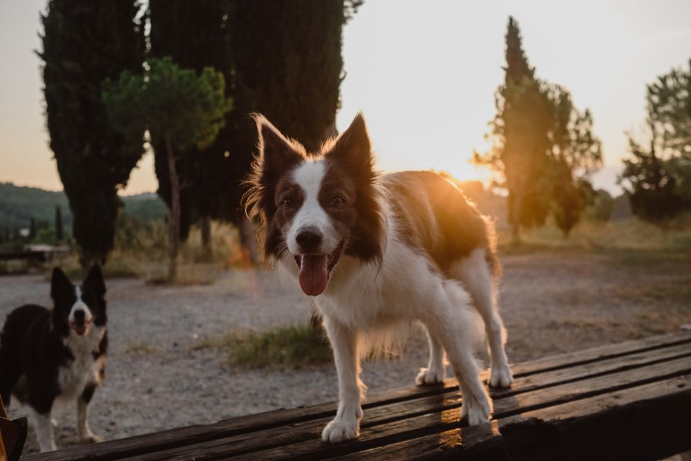 Border Collie dog standing on round metallic pedestal in countryside
