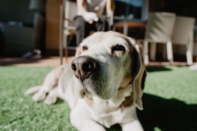 Cute beagle on lawn in yard