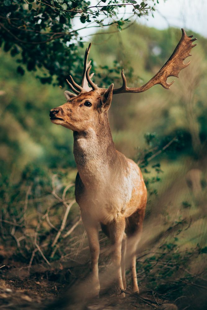 Elk standing in countryside