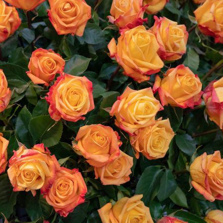 Orange roses in bloom