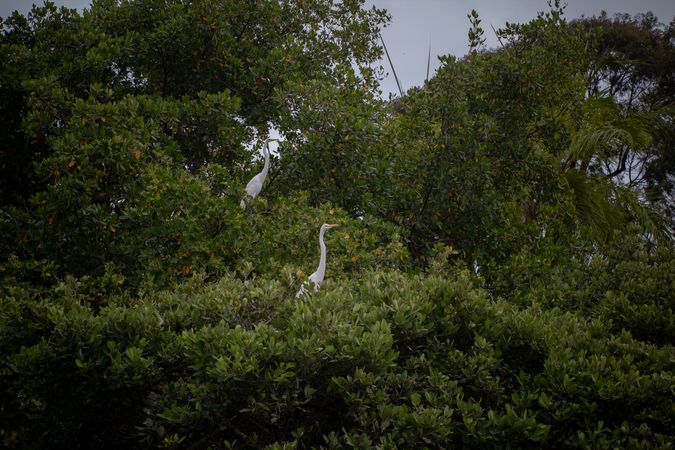 Two herons perched in hedge above water