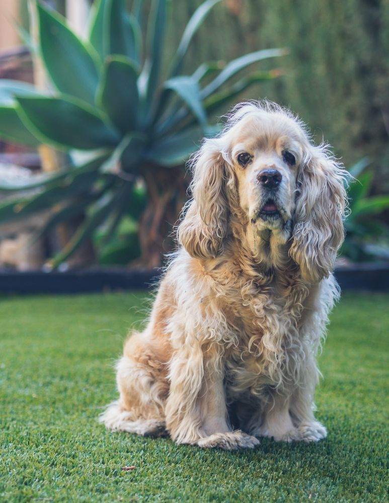 Funny dog lying on ground between plants