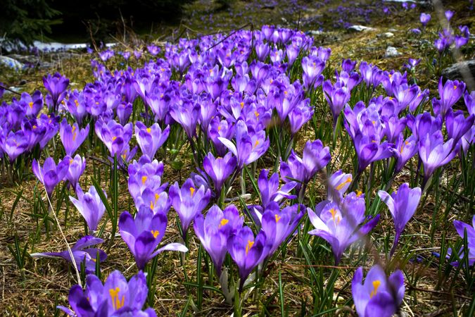 Field of bloomed crocus