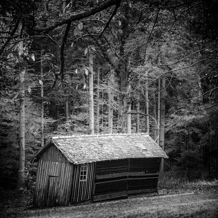 Wooden shack leaning in the forest