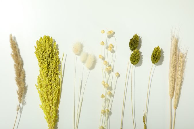 Variety of dried flowers in a line