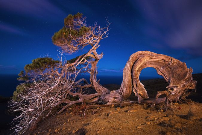 Amazing tree on hill at night