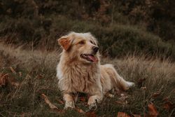 Golden retriever sitting on green grass field