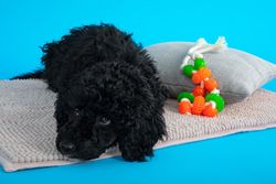Cute dog laying on bed in blue studio shoot