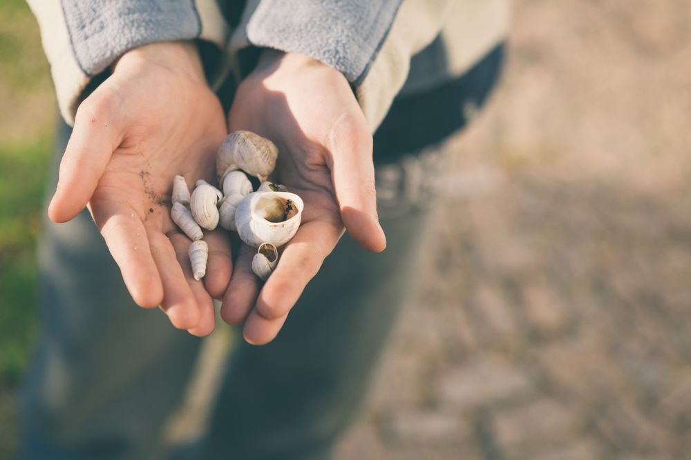 Crop hands holding seashells