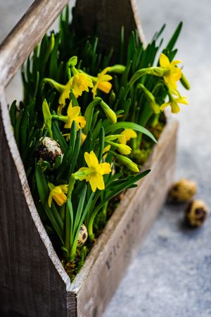 Yellow daffodils in wooden pale with quail eggs