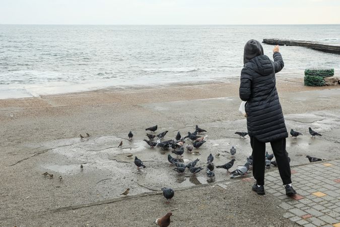 A person on the seashore feeds the birds