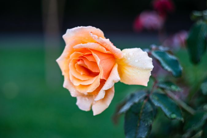 Blooming pastel in a garden