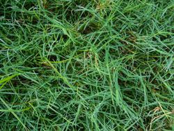 green grass