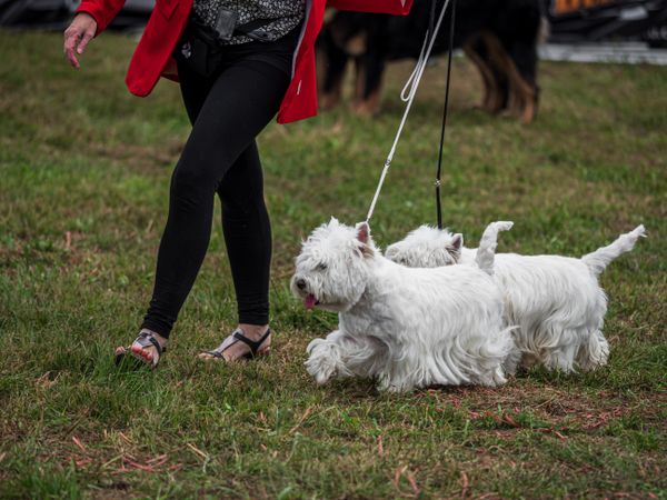 Beautiful dogs at an outdoor dog show.
