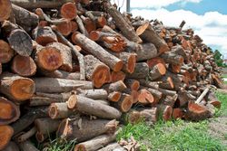 Firewood stack. Staple of biomass, arranged firewood for Longan