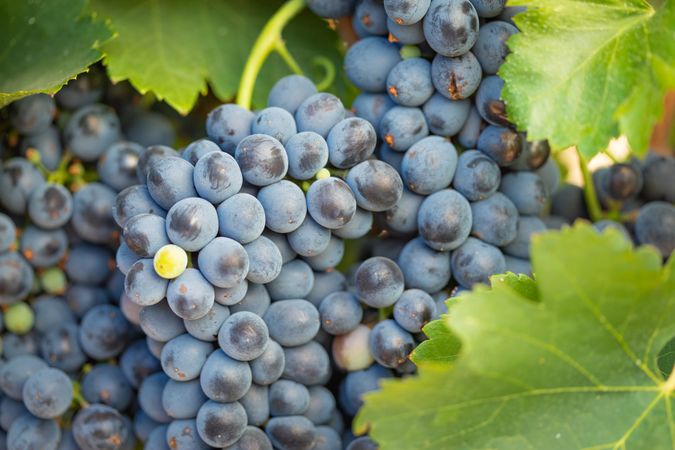 Vineyard with Lush, Ripe Wine Grapes on the Vine Ready for Harvest