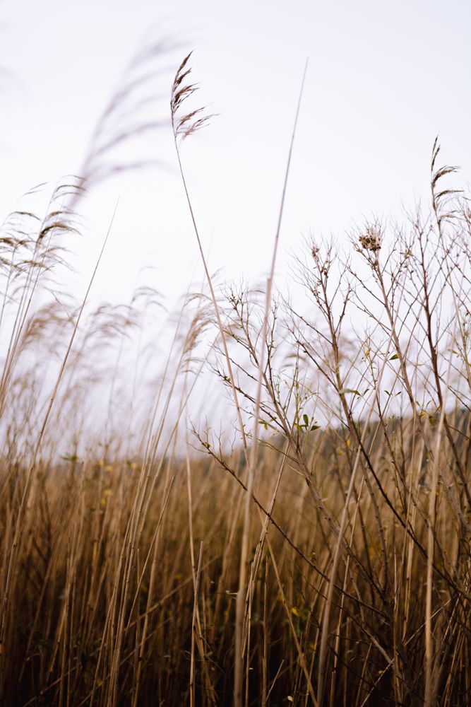 Dry grass in meadow on windy day