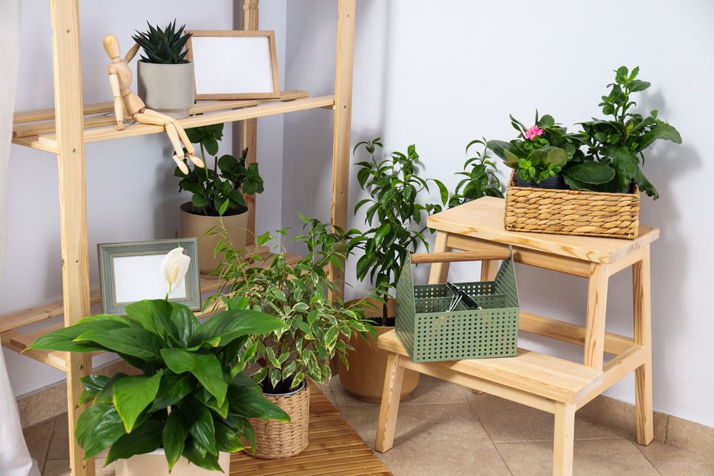 Cozy hobby - growing indoor plants at home
