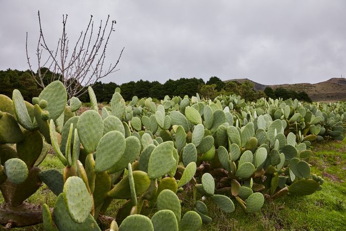 Growing green prickly pear cactuses in countryside