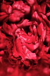 Beautiful blossoming red carnation in closeup
